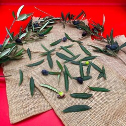 bikolimvar - Zeytin Yaprağı (20 ADET)